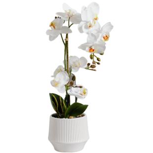 蝴蝶兰盆栽仿真花兰花蓝色带花盆高级感客厅桌子花束装饰品假花