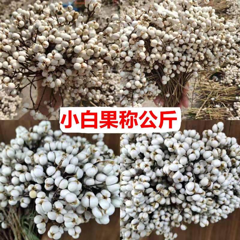 小白果干花花材森系干果花环材料乌桕果小白豆
