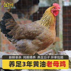 现杀清远麻鸡项土鸡正宗散养清远鸡走地鸡新鲜黄油老母鸡整只