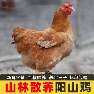 正宗清远阳山鸡土鸡农家散养走地鸡鸡项整只新鲜现杀老母鸡麻鸡项
