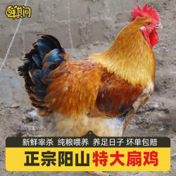 清远阳山10斤大扇鸡农家土鸡散养走地鸡阉鸡新鲜现杀大公鸡月子鸡