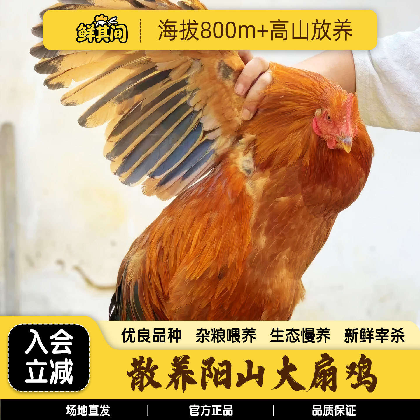 清远阳山大扇鸡整只新鲜现杀土鸡图片