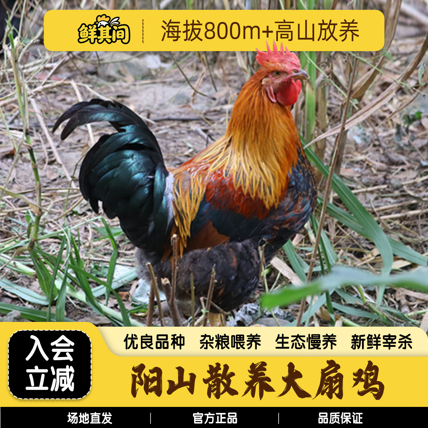 清远阳山大扇鸡整只新鲜现杀土鸡图片