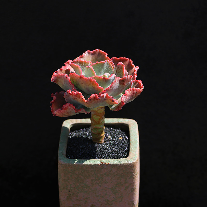 女王花笠包菜系多肉植物婚u纱高砂之翁基地露养植物云南直发满包