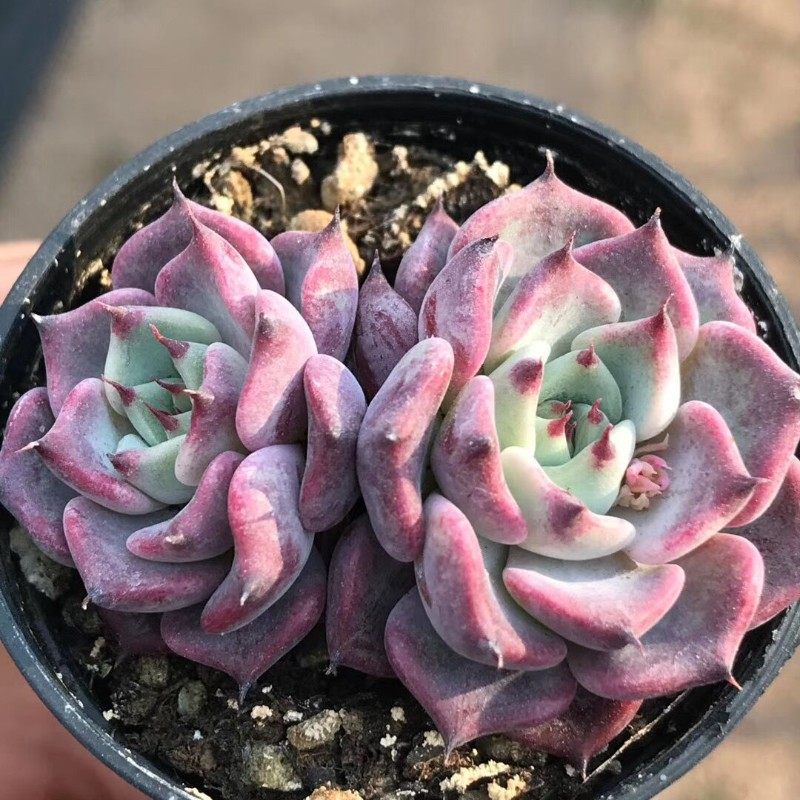 黑爪红爪多肉植物杜m里万多肉墨西哥巨人多肉雪爪绿爪魔爪多肉植