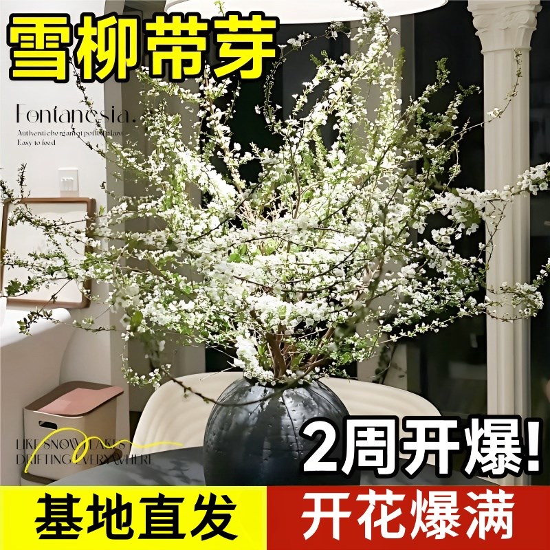 速发重瓣雪养鲜枝水培植物干枝水柳花卉室内切厅插花龙柳鲜客四季