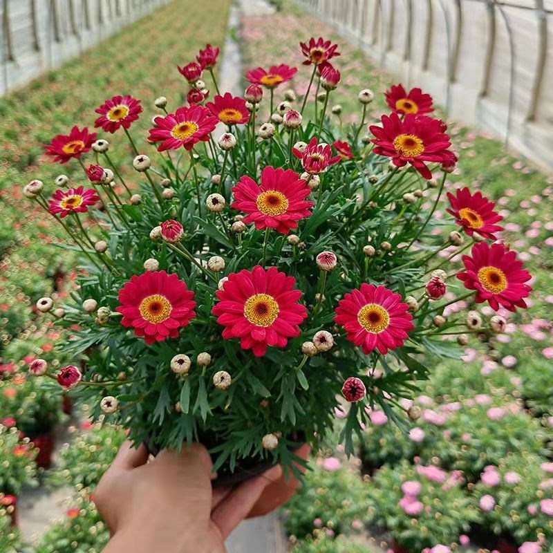现货速发玛格丽特盆栽菊花带花苞花园室外台庭院易养四季开花植物