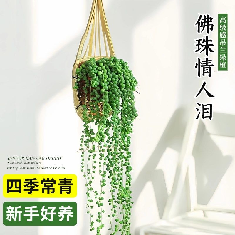 速发情人泪佛珠吊兰多肉好物组合盆栽绿化物花卉室内植养吊篮净植