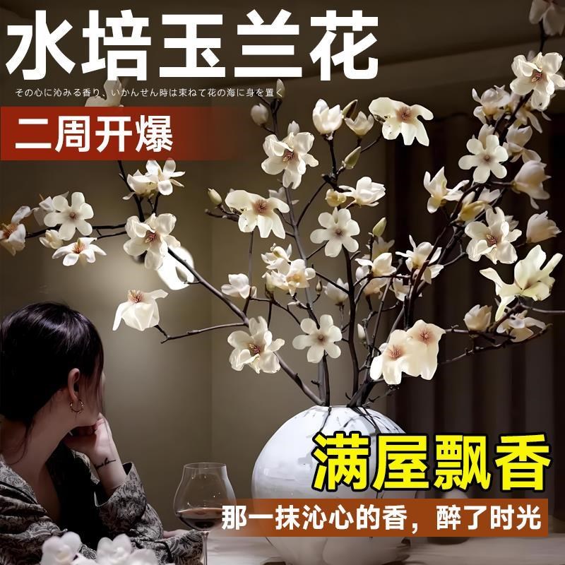 速发水培室玉兰花鲜梅花紫玉兰带花苞浓香腊切干枝桃花枝耐寒白内