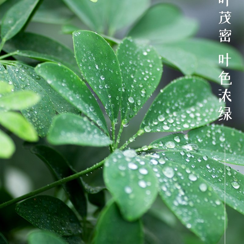 现货速发鸭脚木八方来财鹅掌柴发财树大型绿色植物花卉室内美观去