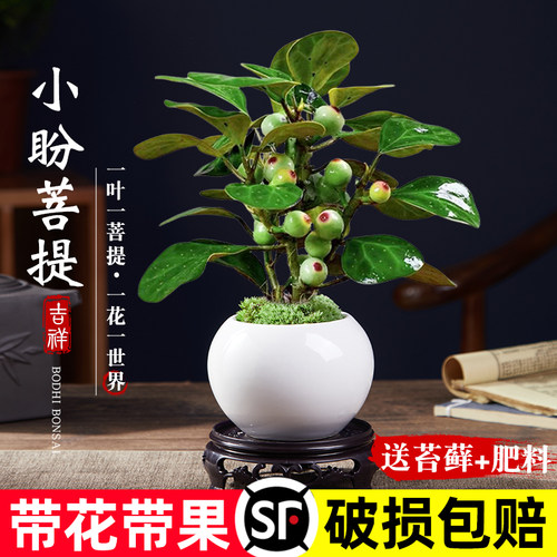 速发小盼菩提树盆栽植物室内禅意盆景办公室绿面好养化净空气观叶