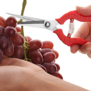 极速Gardening fruit picking scissors pruning