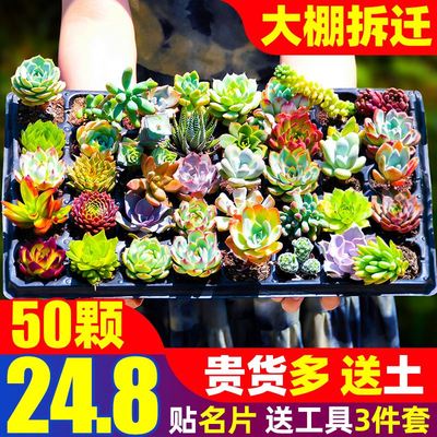 Green Flocking Artificial Succulents Plants Home Garden Deco