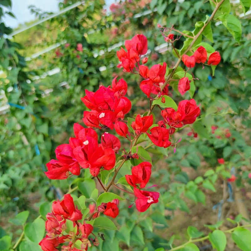 红灯笼三角梅杯苗本店满48包邮