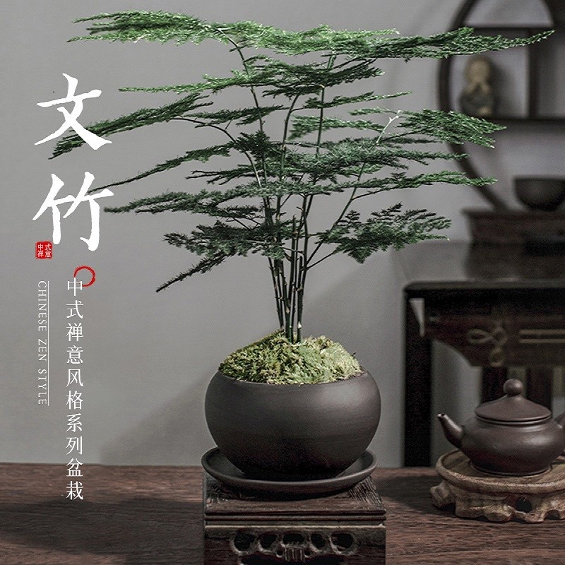 文竹盆栽室内造景高端植物中式禅意四季绿植创意桌面好养盆景摆件