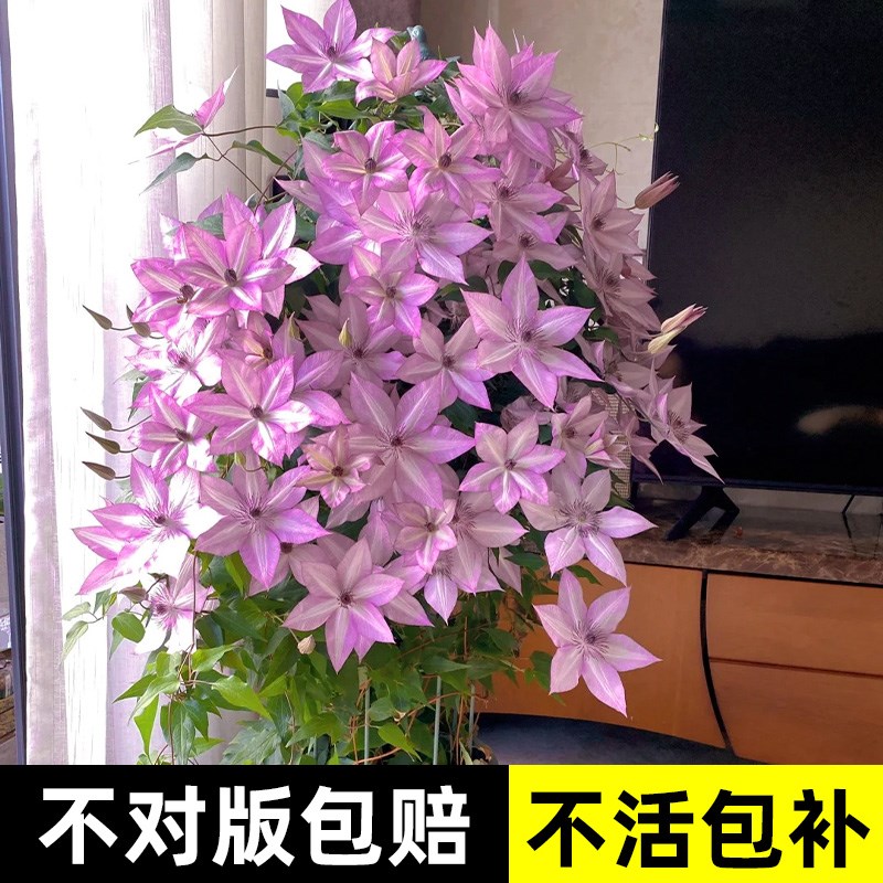 乌托邦铁线莲重瓣小苗三类爬藤植物室内鲜花花卉绿植盆栽四季开花