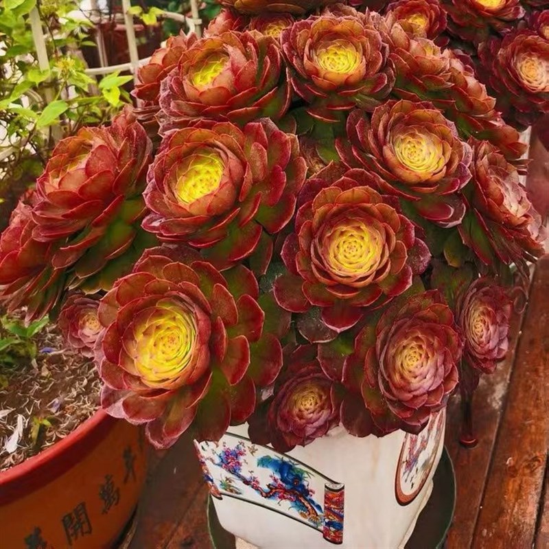 万圣节法师多肉i植物红糖心沙拉碗老桩法师超大手捧花大颗木质老