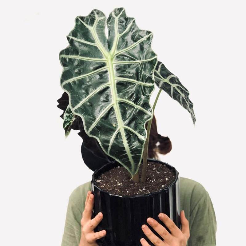 大仙女海芋非洲面具黑叶芋网红观叶喜阴室内办公室桌面绿植盆栽