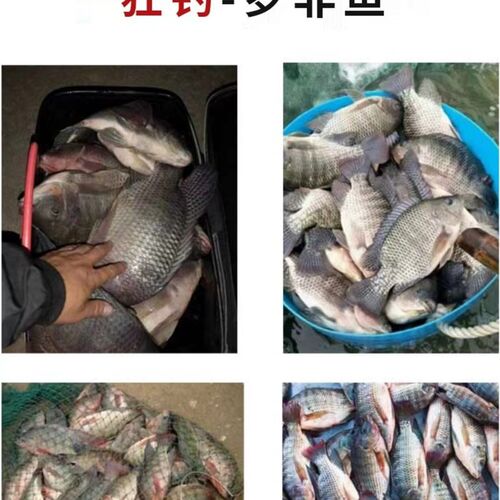 战神品质罗非冷冻饵非常道小药散炮罗非土鲮罗Q飞饵料肝腥味赤尾
