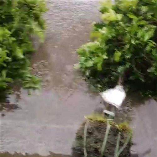 金弹子盆景绿植老k桩盆栽苗嫁接枝条树原生母桩不带果小苗观果植