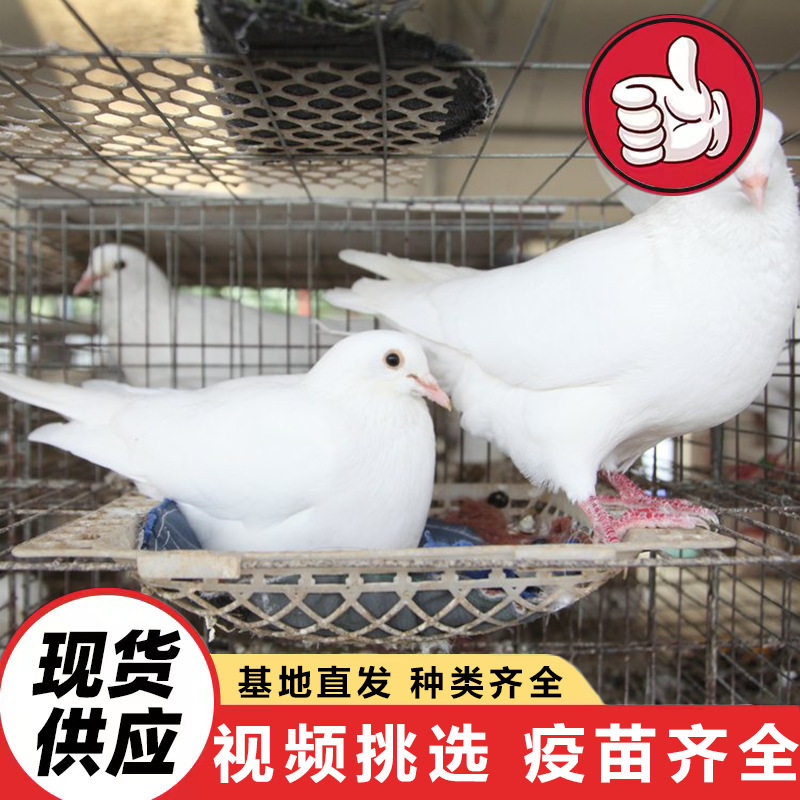 肉鸽苗直销出售老鸽子散养鸽子种鸽白羽王鸽子白条观赏鸽作种
