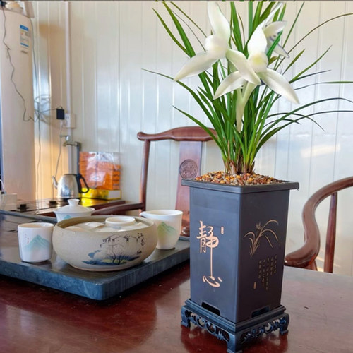 春兰铭品兰花苗白雪冰心素花云南兰花室内绿植盆栽花卉