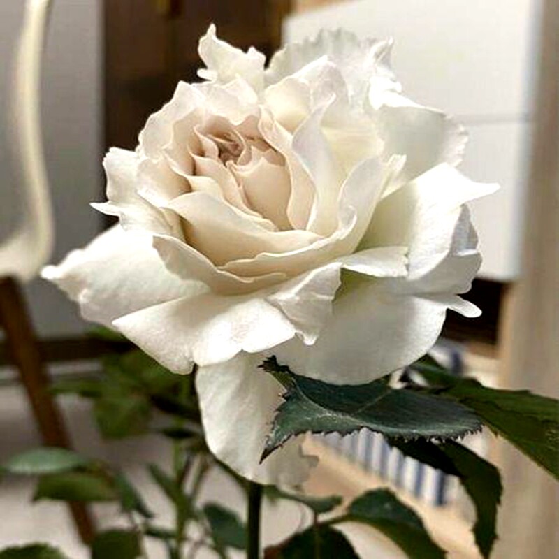 新品莎菲天使玫瑰月季花苗稀有日月河本纯子白Q色淡紫灌木浓香切