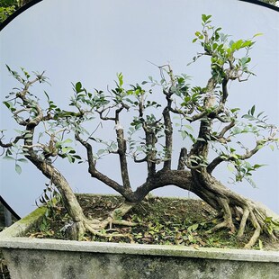 高档九里香盆栽花卉绿p植物四季开花浓香老桩室内阳台庭院好养正
