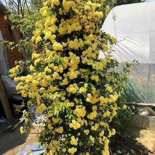 盆栽红白黄木香花苗母系大苗肯爬藤植物重K瓣浓香型带花苞土球耐
