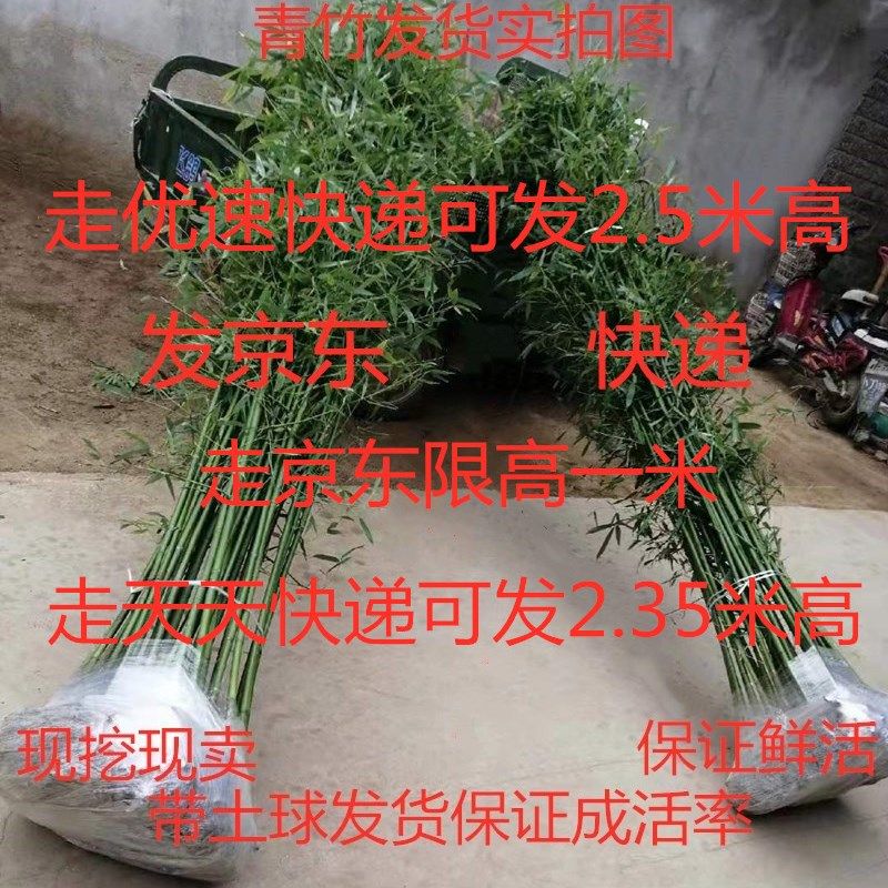 竹子苗植物庭院室外四季常青大型竹子盆栽室O内观赏紫竹苗金镶玉