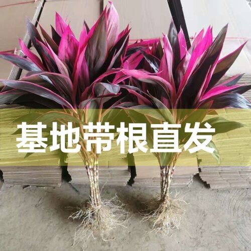 热销带根a水培红紫竹鸿运当头客厅水养花卉盆栽花瓶植物大颗紫色