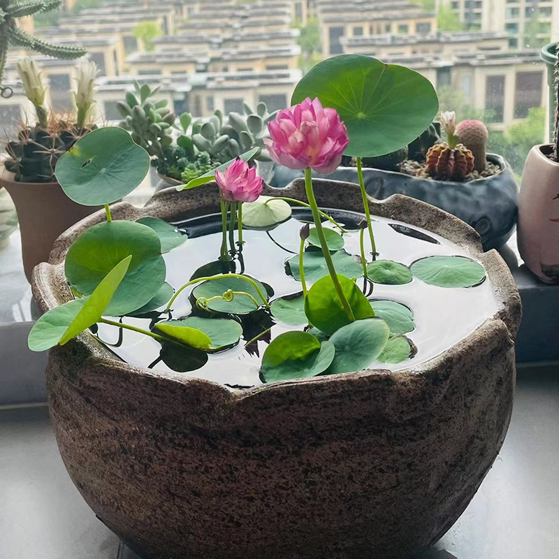 速发台小鱼池睡8鱼缸生莲池一叶莲水草水培碗莲植物荷花已开口K态