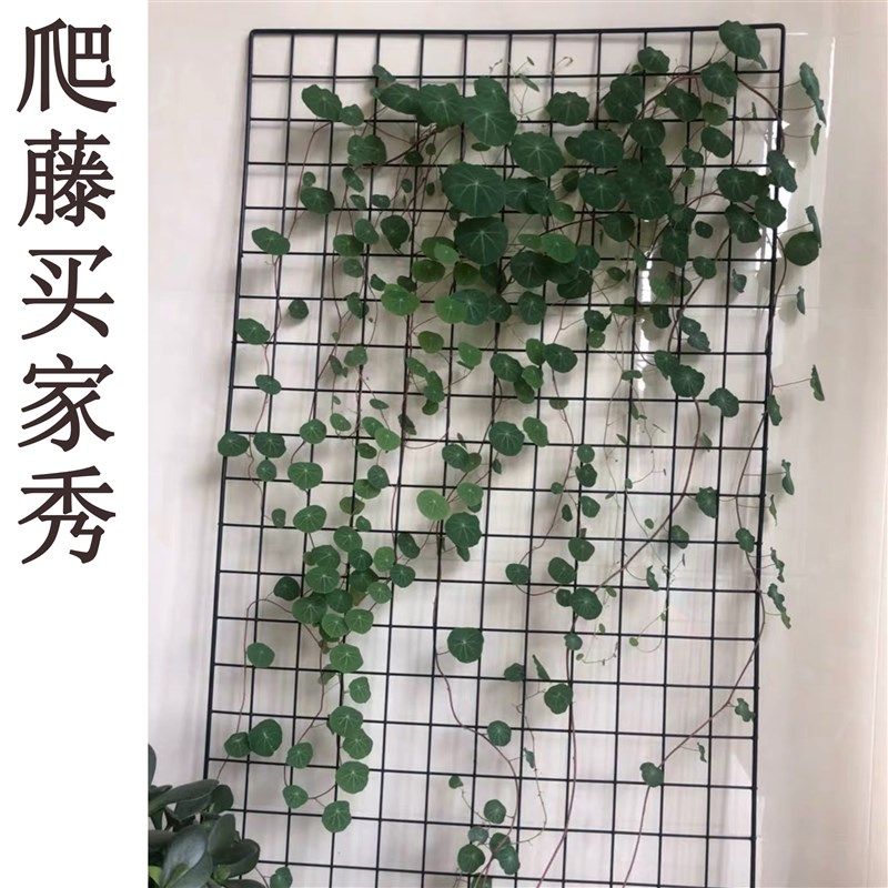 速发风乌龟爬藤架铁艺网格网爬藤网格室内软装藤蔓植物爬墙山装饰