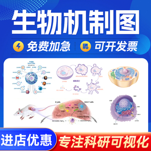 生物机制图SCI科研绘图医学信号通路插图建模设计流程图机制图TOC