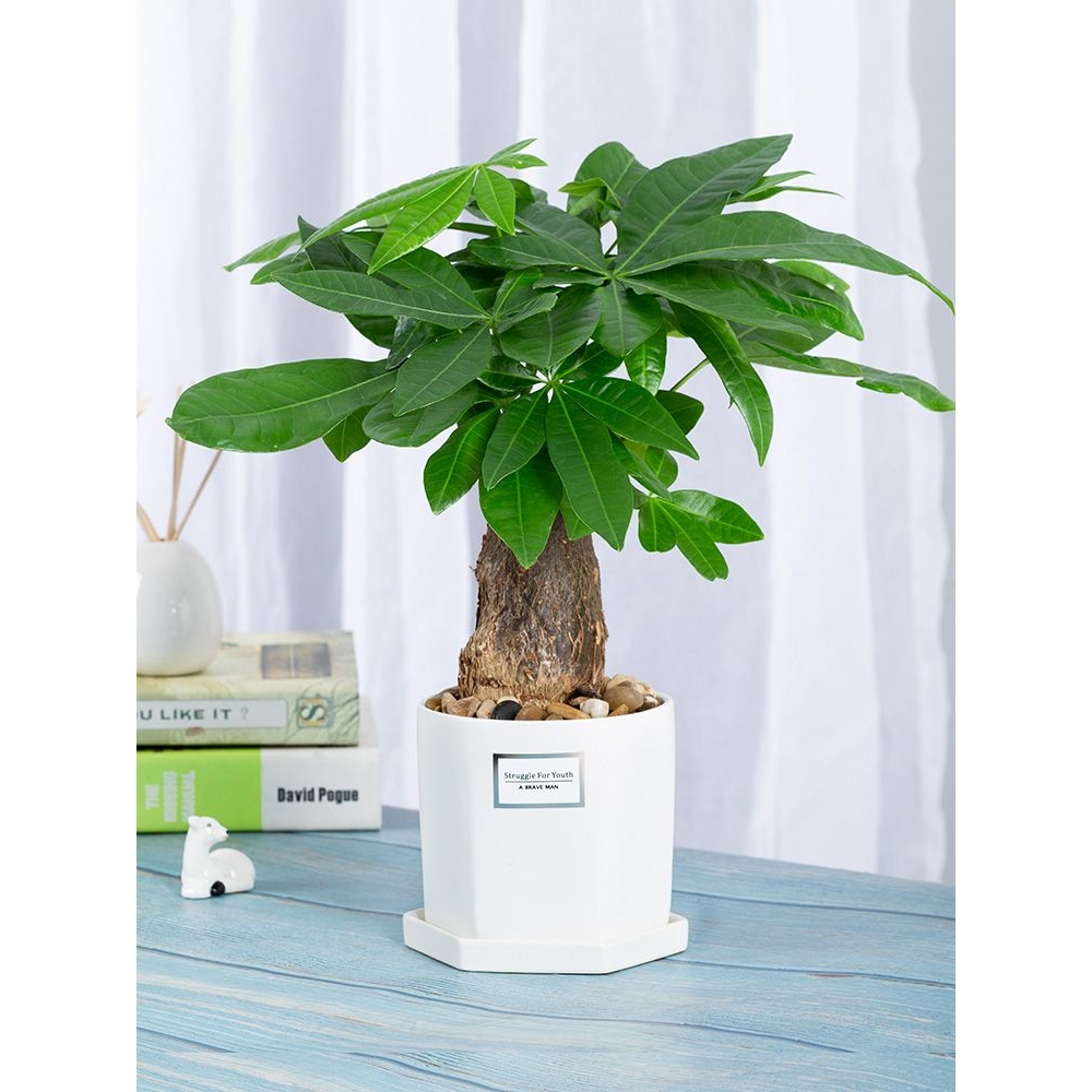 发财树绿萝长寿花盆栽花卉植物室内桌面办公室小绿植水培多肉好养