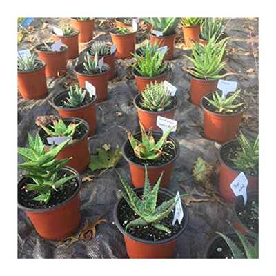 好货100 pcs Garden Labels gardening plant classification
