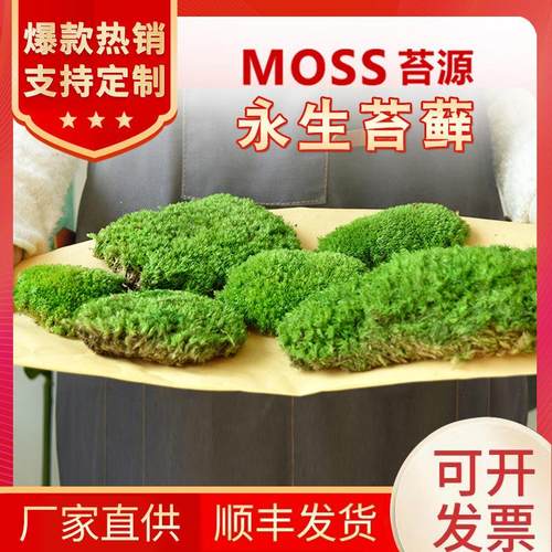 永生苔藓白发藓青苔大灰藓绿植墙干花背景墙植物墙苔藓墙moss苔源