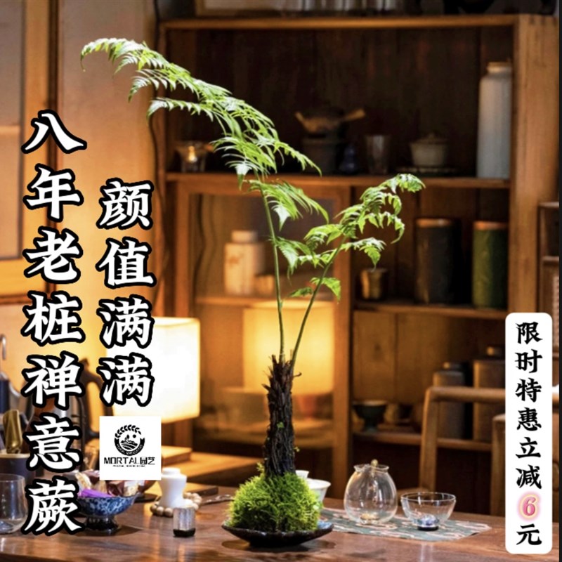 网红浮檀蕨苔玉球苔藓球紫琪蕨类植物绿植一叶蕨大型盆栽盆景造景