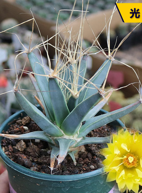 光山 实生仙人球4年老桩萝卜根四大名球开花仙人掌多肉收藏名品