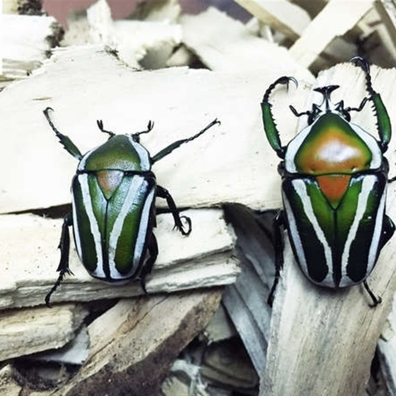 白条花金龟 甲虫活体独角仙另类爬虫独角仙长戟大兜虫 螽斯活鸣虫