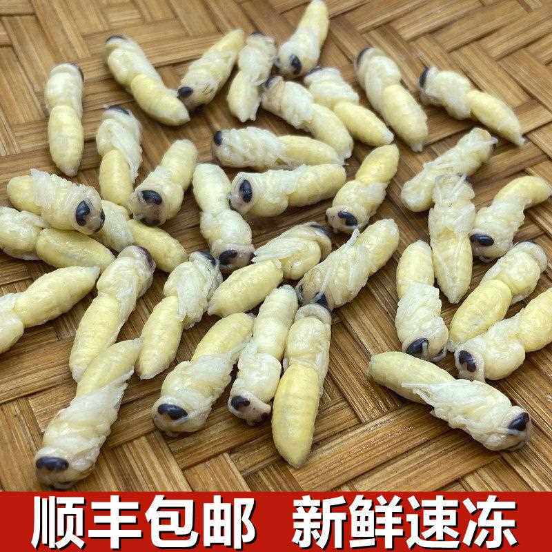 云南特产野生蜂蛹鲜新冷冻马蜂葫芦蜂拥幼蜂油炸烧烤500g顺丰包邮