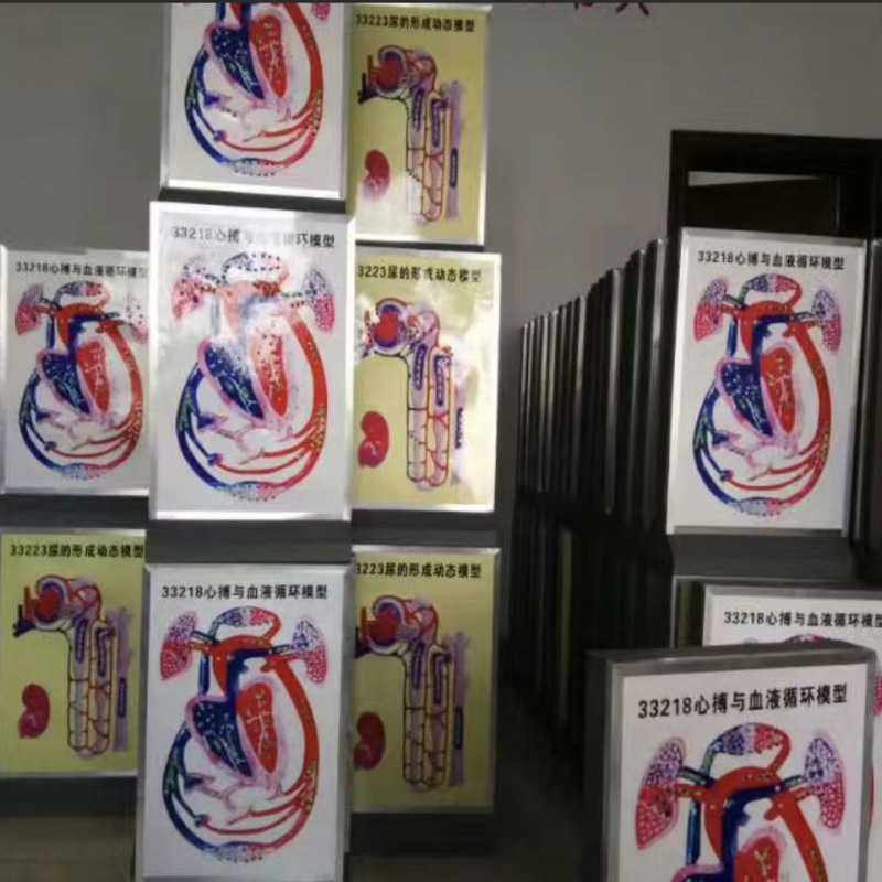 新款直销尿的形成动态模型 电动高中生物理液过程演示实验器师教,文具电教/文化用品/商务用品,教学标本/模型,淘宝优惠券,粉丝福利购,淘宝优惠卷