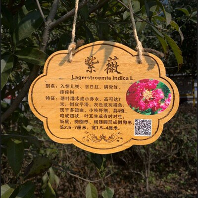 植树节树木挂牌花木介绍牌植物品名吊牌幼儿园认养防腐标识牌定制
