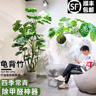 龟背芋客厅大盆栽老桩植物造型观叶室内客厅绿植水培大叶仙洞好养