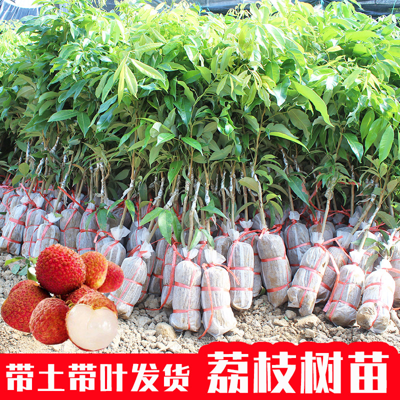 嫁接无核荔枝树苗当年结果地栽
