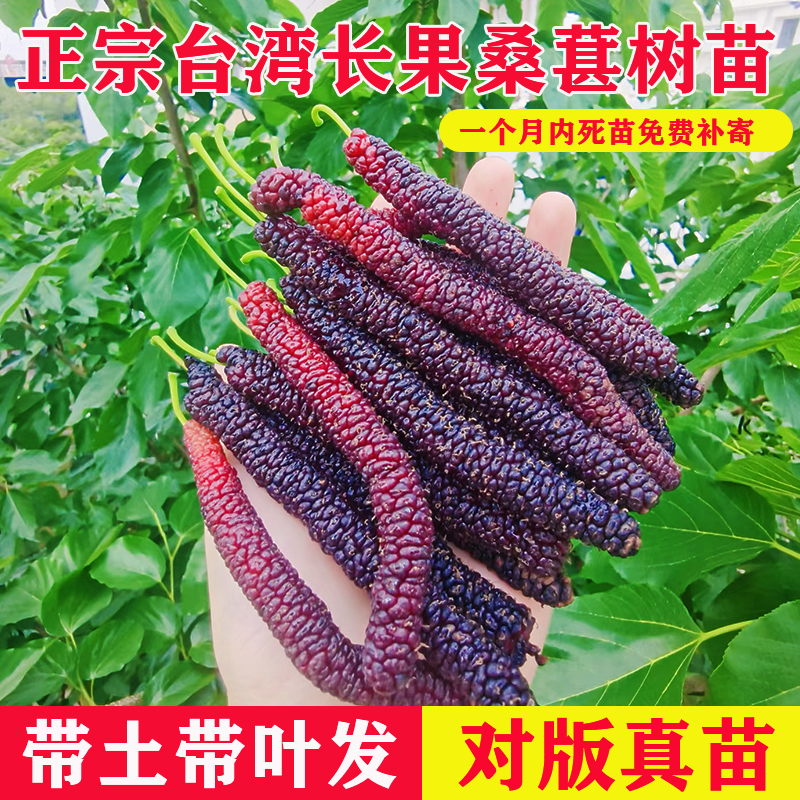 台湾长果桑葚树苗果苗盆栽嫁接大果桑苗桑葚树无籽当年结果黑桑苗