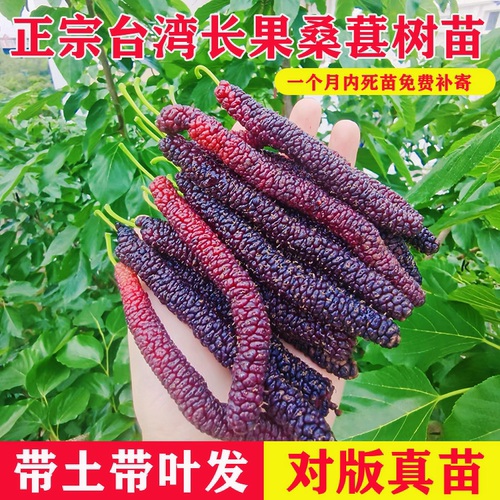 台湾长果黑桑葚树苗无籽当年果