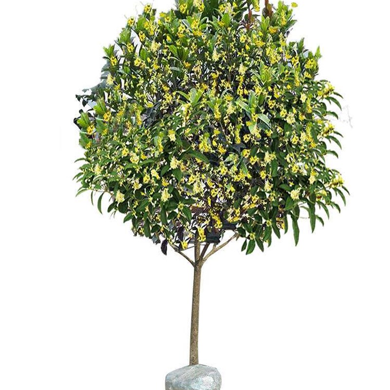 北方耐寒桂花树苗大树金桂花庭院绿化植物四季别墅景观树盆栽室外