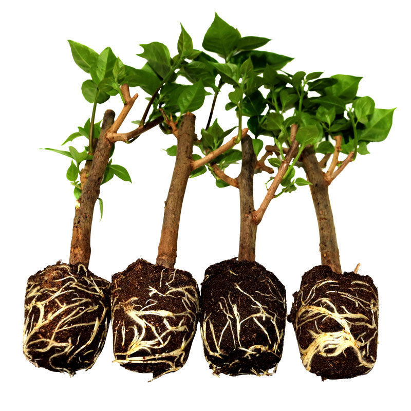 三角梅苗老桩重瓣品种全对版发货包活室内外庭院爬藤好养四季开花