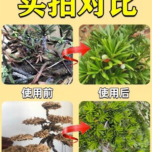 罗汉松专用肥防黄落枯叶烂黑根腐杀虫药剂喜酸植物叶面喷施营养液